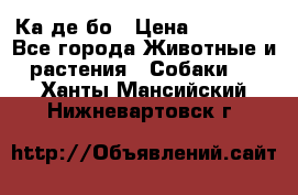 Ка де бо › Цена ­ 25 000 - Все города Животные и растения » Собаки   . Ханты-Мансийский,Нижневартовск г.